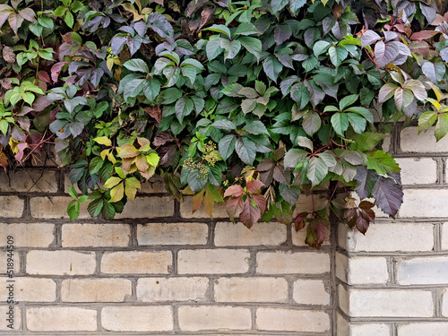 background. Textured light brick wall with climbing plants with green leaves. For design 