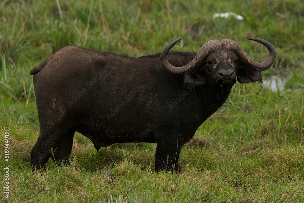 buffalo in the field