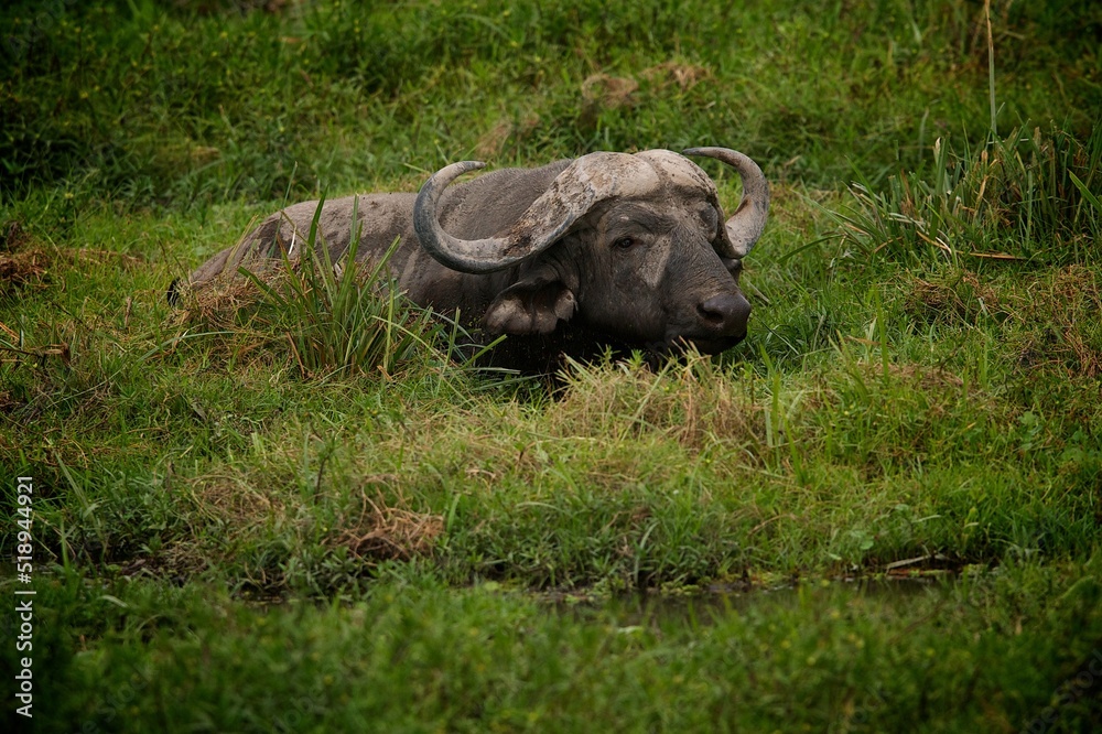 Obraz premium buffalo in the grass