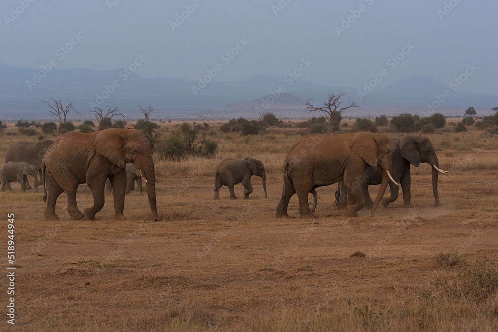 African elephant family, Loxodonta africana African elephant family, Loxodonta africana