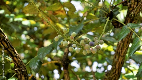 Closeup of semi ripe fruits of Mahonia bealei also known as Beales barberry, leatherleaf mahonia or Oregon grape photo