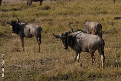 Fototapeta Naklejka Na Ścianę i Meble -  blue wildebeest in serengeti national park serengeti