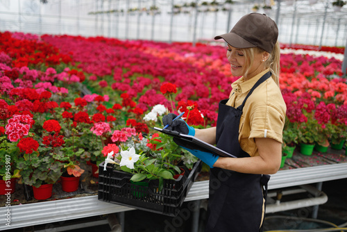 Woman standing in nursery holding clipboard. Florist checking flowers condition in greenhouse