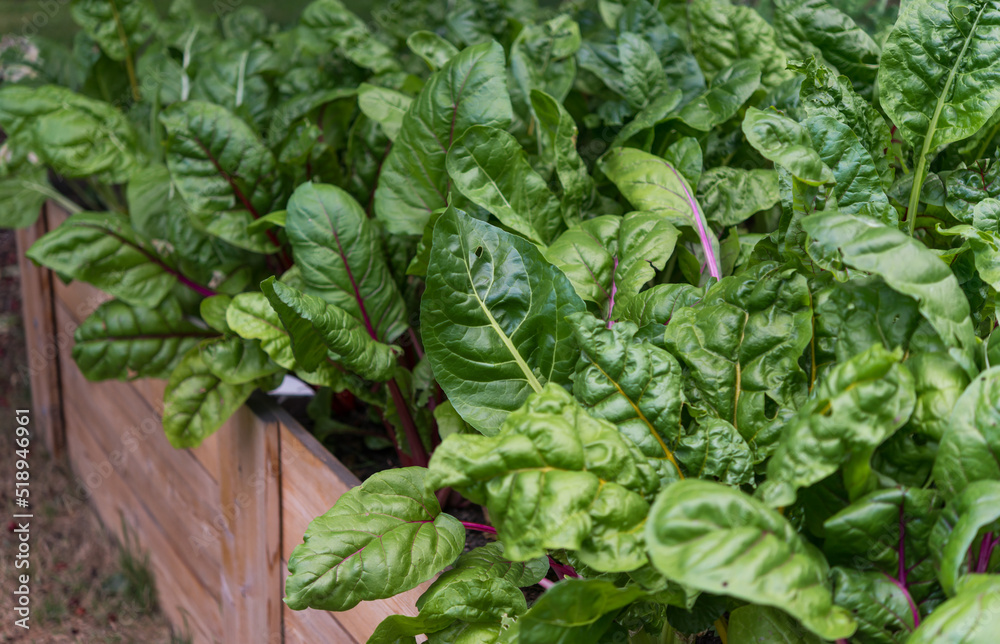 Chard growing robustly in a container garden Chard growing robustly in a container garden