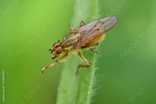 Fly, macro photography © Audrius
