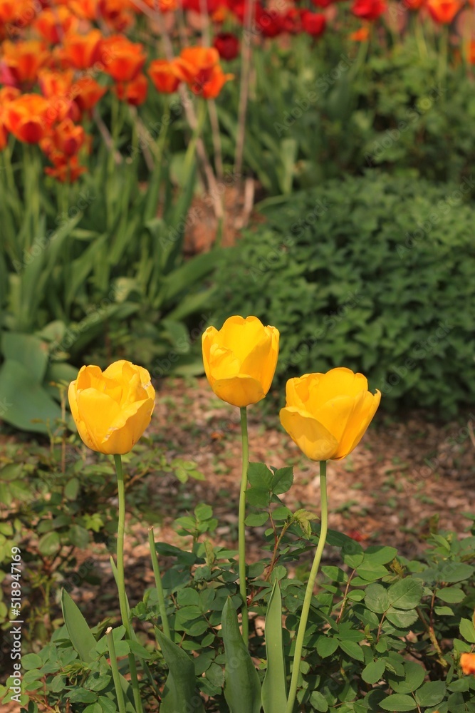 Obraz premium Colorful spring tulips and flowers growing in the fields.