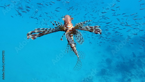 Lion Fish in the Red Sea in clear blue water hunting for food .