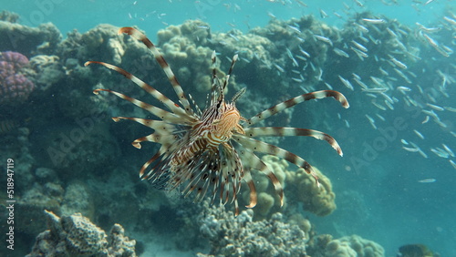 Lion Fish in the Red Sea in clear blue water hunting for food .