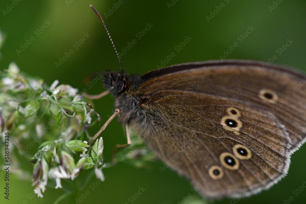 Obraz premium butterfly on a leaf