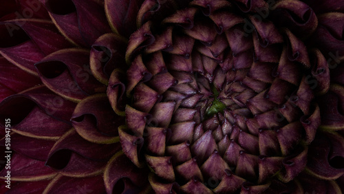Macro photo Deep burgundy red color dahlia formal ornamental type  on a black background. Beautiful flower banner  close-up  copy space.Selective focus.Petal details.Pattern  circle