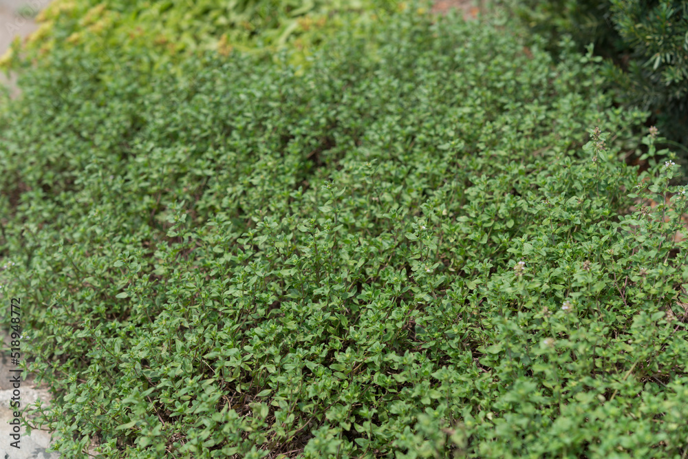 thyme bush thyme bush