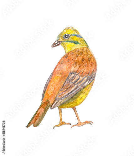 clever colorful bird isolated on white background. watercolor painting
