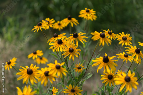 Canvas Print rudbeckia wildflowers in the park