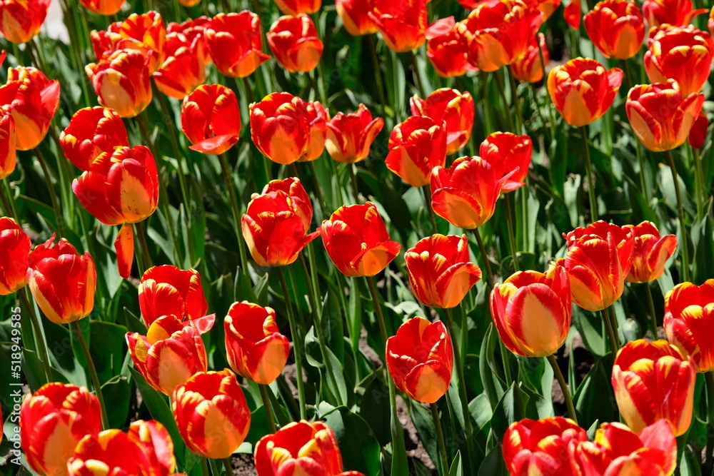 red and yellow tulips