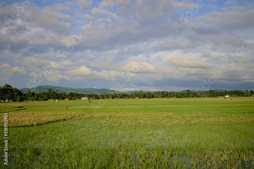 field and blue sky paddy and rice field