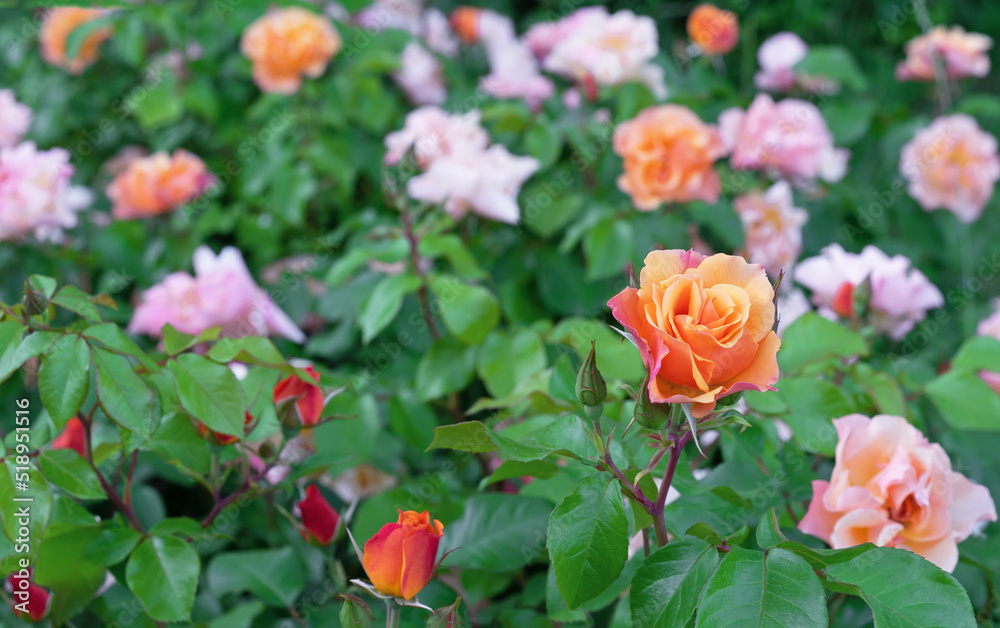 Orange tea rose or Bengal rose, Chinese rosehip, Indian rose blooms in the rose garden in summer.