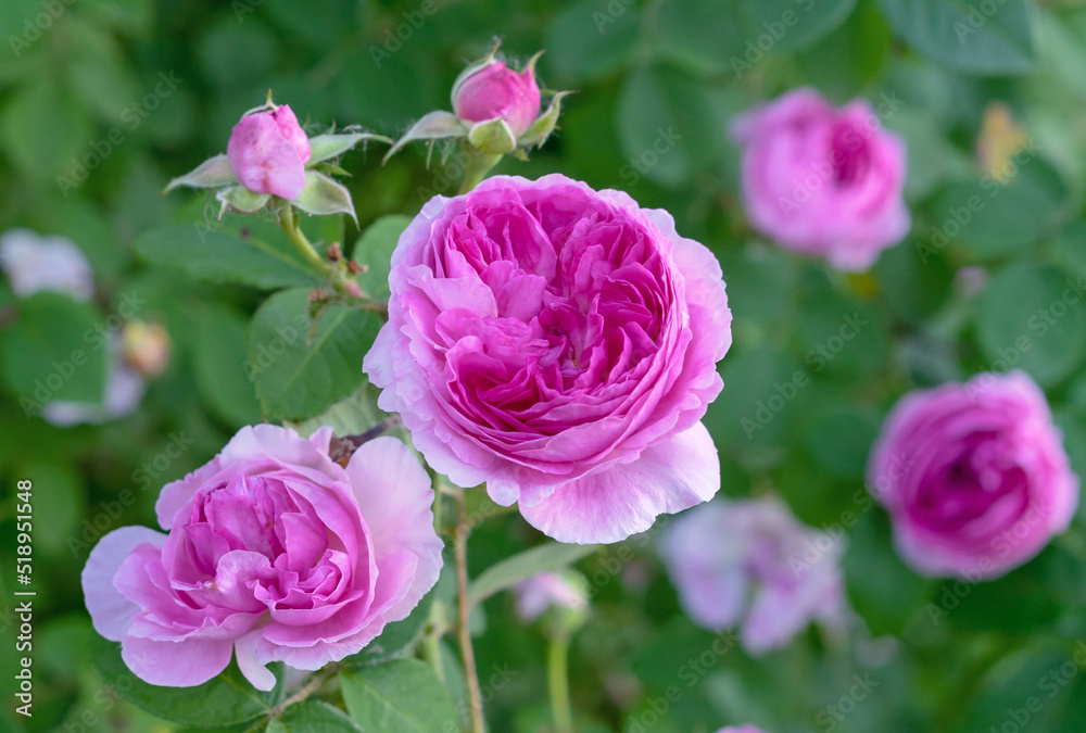 Beautiful pink roses on the rose garden in summer.