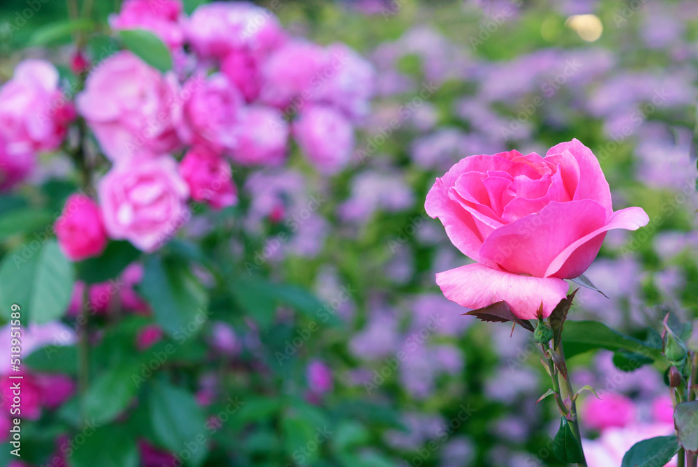 Beautiful pink roses on the rose garden in summer.