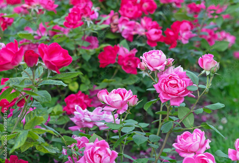Flowerbed with blooming pink and red roses in the rose garden in summer.