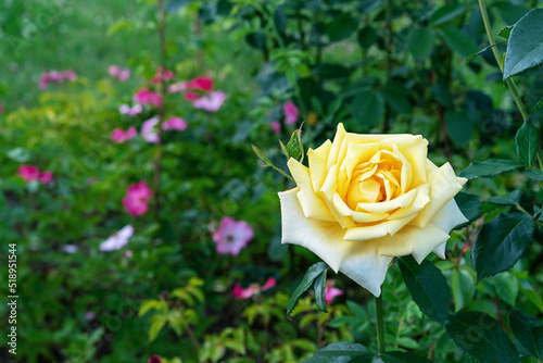 Yellow rose bloom in the rose garden in summer. Rose bloom.