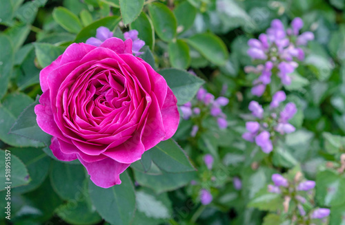 Purple rose blooms in a rose garden against a backdrop of lilac flowers.