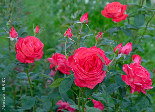 Coral roses bloom in the rose garden in summer.