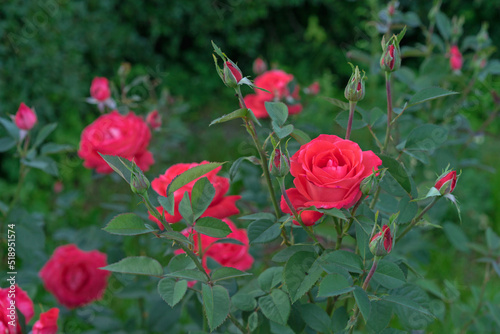 Coral roses bloom in the rose garden in summer.