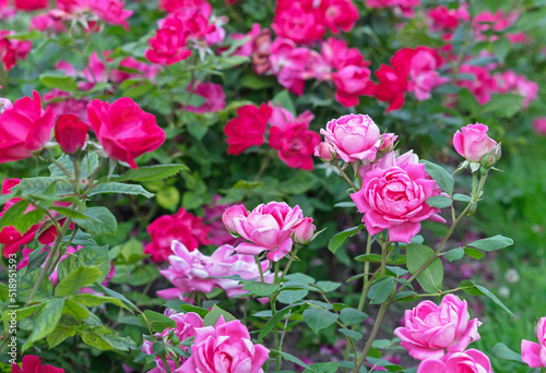 Flowerbed with blooming pink and red roses in the rose garden in summer.