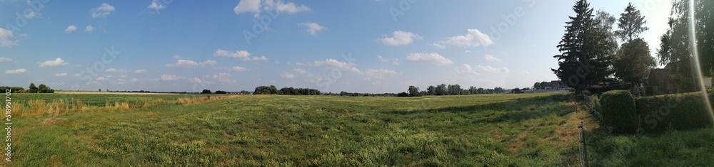 panorama of the forest