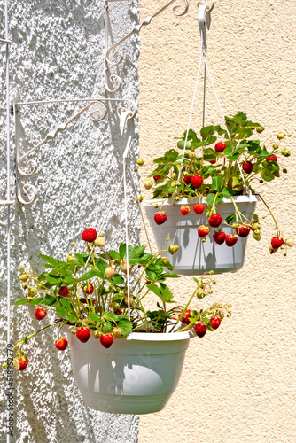 Erdbeeren reifen in einer Ampel