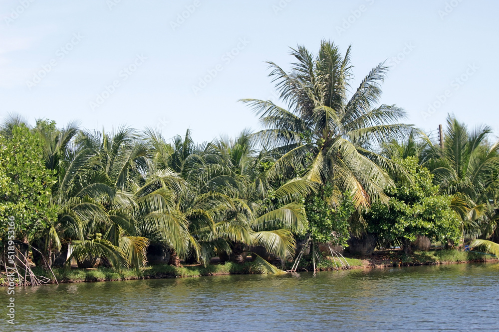 Landscape view of palms and tropical trees growing along the bank of a river or lake. Blue sky background.