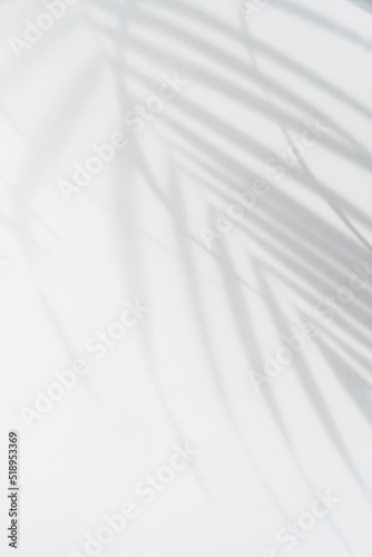 Tropical palm leaves shadow on white wall background with copy space
