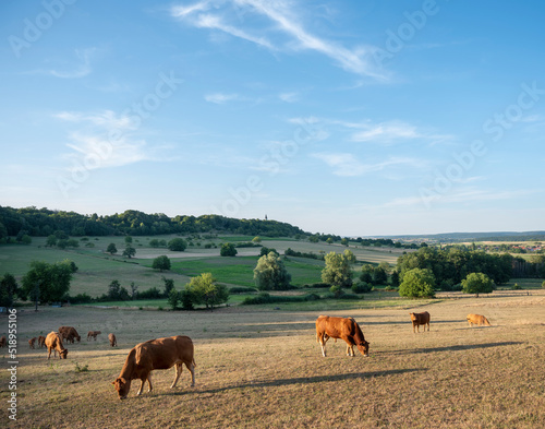 cows in landscape of parc regional naturel de vosges du nord