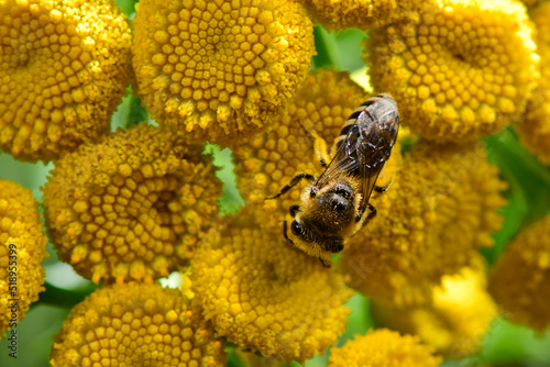 Gemeine Seidenbiene // Plasterer Bee (Colletes daviesanus)  photo