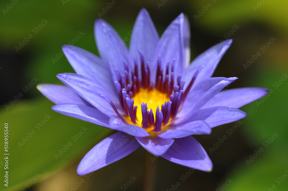 close-up, pond, sunshine, elegant, clean, lotus close-up, pond, sunshine, elegant, clean, lotus