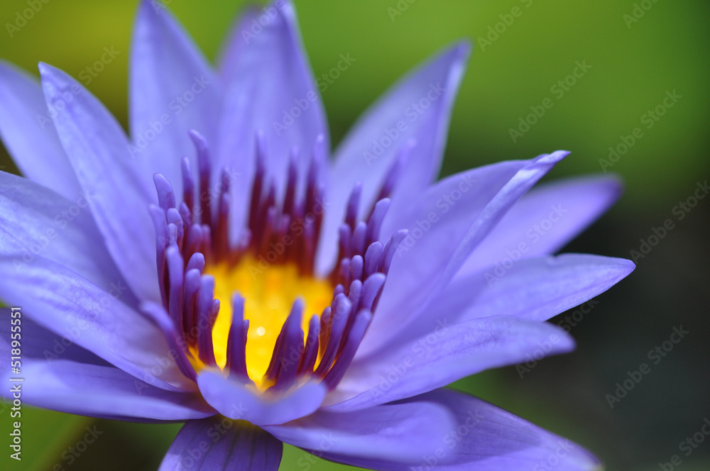 close-up, pond, sunshine, elegant, clean, lotus close-up, pond, sunshine, elegant, clean, lotus