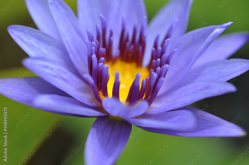 close-up, pond, sunshine, elegant, clean, lotus close-up, pond, sunshine, elegant, clean, lotus