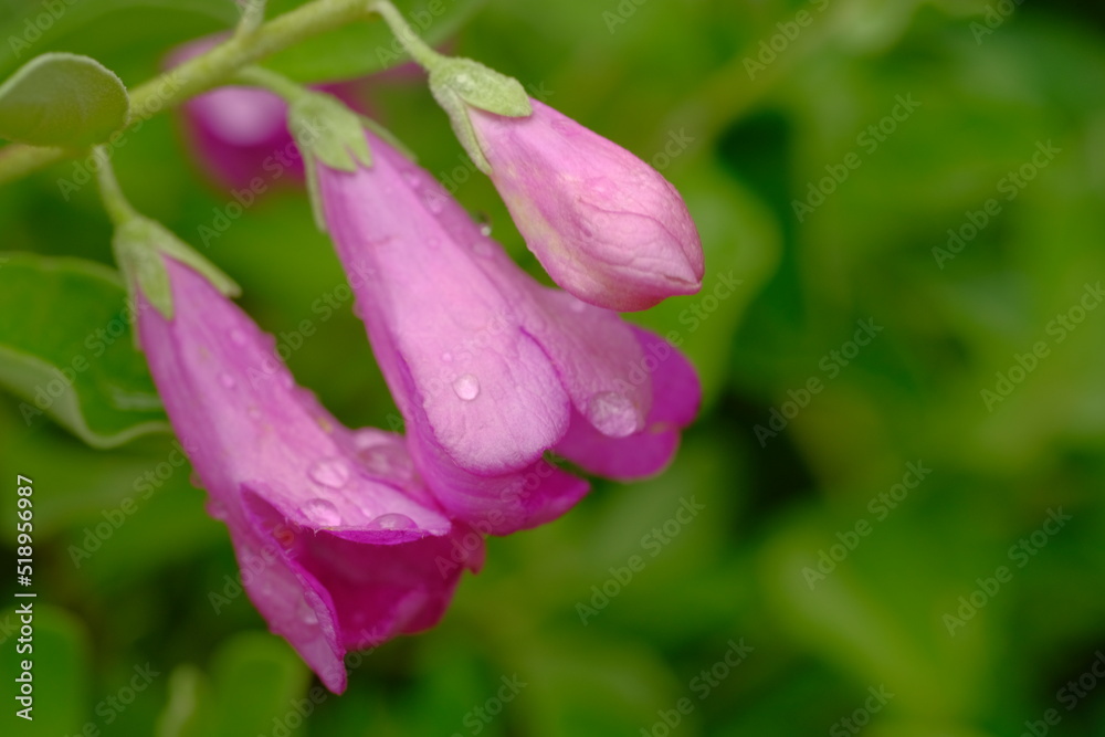 Beautiful pink flowers with raindrops on them, natural Beautiful pink flowers with raindrops on them, natural