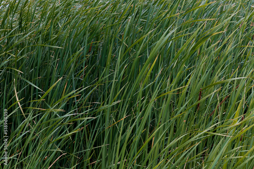 green dense grass in the field green dense grass in the field