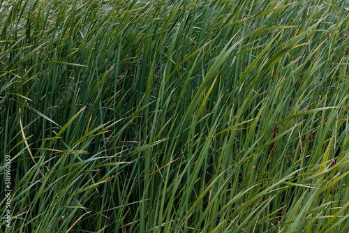 green dense grass in the field