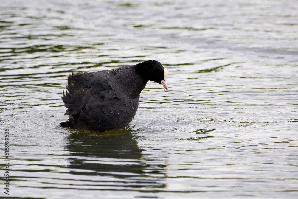 Eurasian Coot bird splashing water ( Fulica Atra ). Eurasian Coot bird splashing water ( Fulica Atra ).