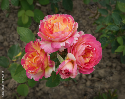 Fotografie Tricolor pink yellow white roses