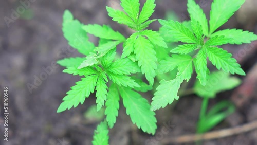 Wallpaper Mural hemp sprout. illegal cultivation of cannabis. narcotic plant. Torontodigital.ca