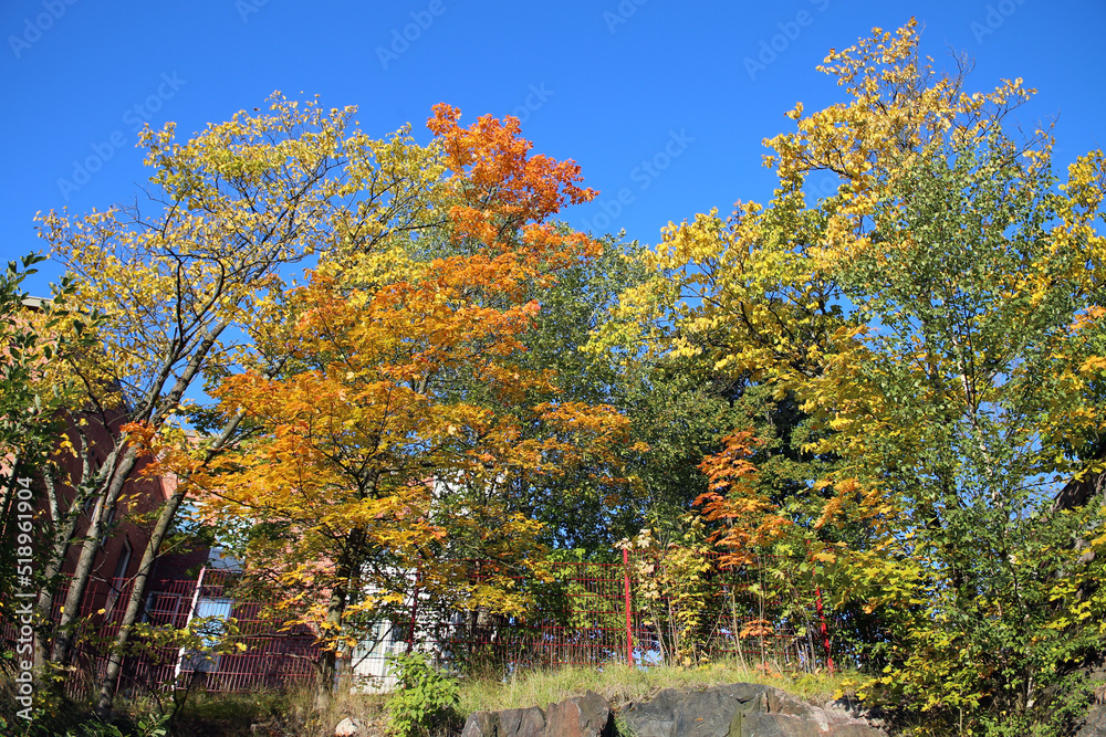 Very bright colored trees with autumn season leaves, blue sky background low angle view photo. Colorful fall time image of the parks and nature in Finland. Beauty of nature and outdoors represented! Very bright colored trees with autumn season leaves, blue sky background low angle view photo. Colorful fall time image of the parks and nature in Finland. Beauty of nature and outdoors represented!