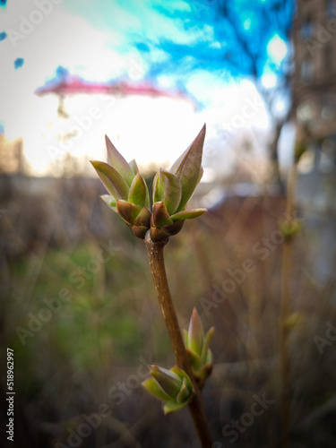 Plant bud. Spring. Start of a new life