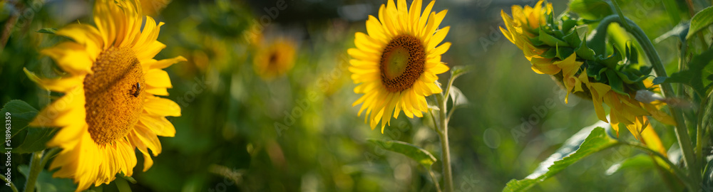 sunflowers on a field and beautiful bokeh - soft focus art picture sunflowers on a field and beautiful bokeh - soft focus art picture
