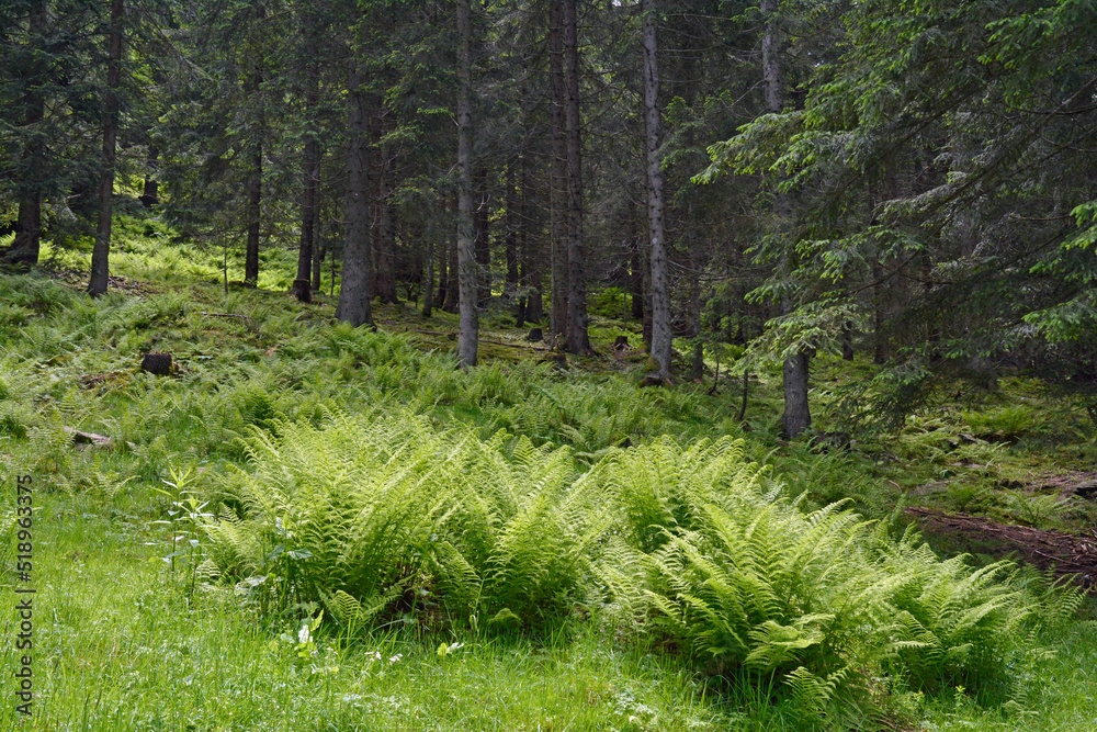 Obraz premium wald im kleinwalsertal