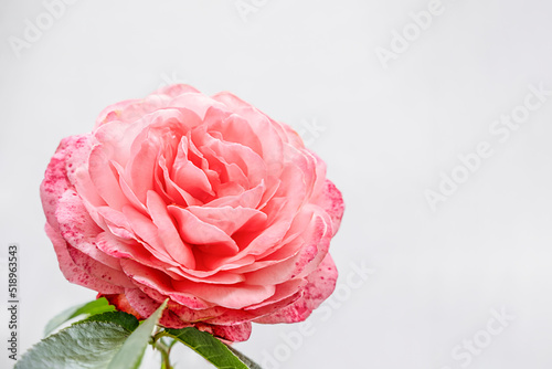 Fototapeta Naklejka Na Ścianę i Meble -  Large rose flower on a light white background. Floral background