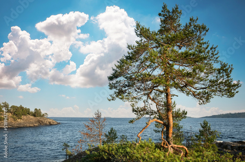 Mountain pine on a rock. Ladoga Skerries National Park. Beautiful view on Rocks and Lake Ladoga in Republic of Karelia, largest lake in Europe.
