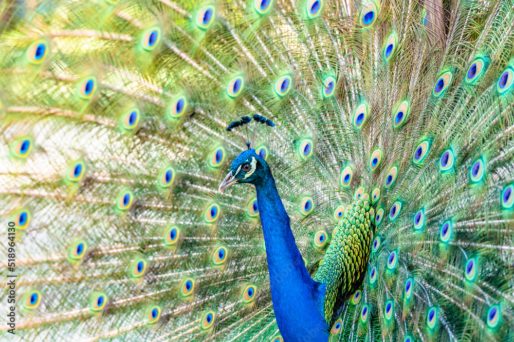 Obraz premium Beautiful Indian peacock displaying his tail